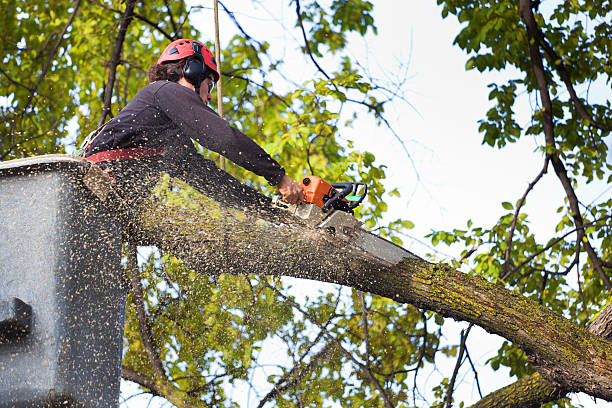 Professional Tree Care  in Crescent City, FL